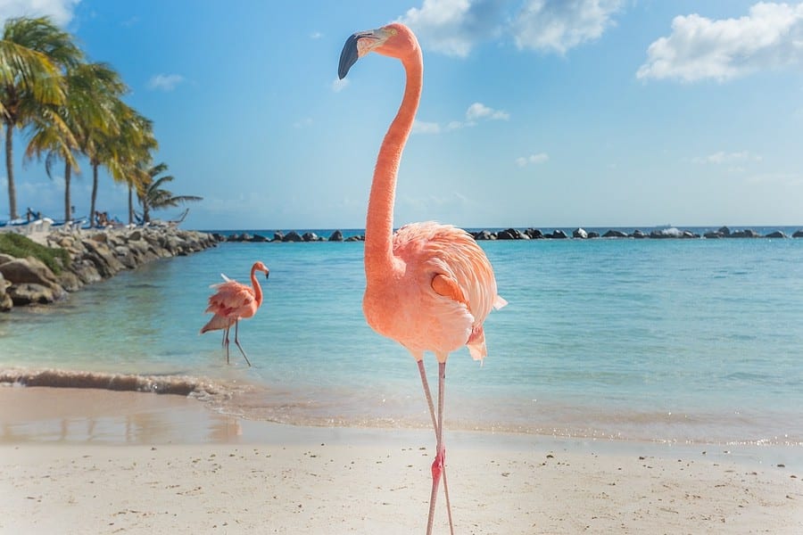 Tripps Now Reviews Aruba Vacation Offerings